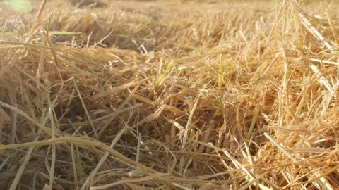 Walk in the fields after the harvest Vídeo Stock 259543298