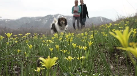Walk on the flower meadow Stock Footage 62420387