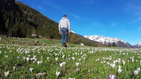 Walk in the flower meadow Stock Footage 67664991