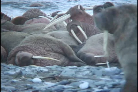 Walk on by Stock Footage 11109297