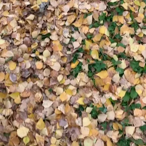Walk Stock Footage 157225828