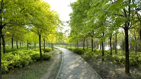 Walk on the footpath between the park woods , for solo travel . Stock Footage 153440276