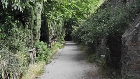 Walk on a footpath in forest with shining sun Vídeo Stock 206502742