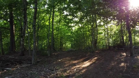 Walk in the forest 1 -10 sec Stock-Footage 136052823