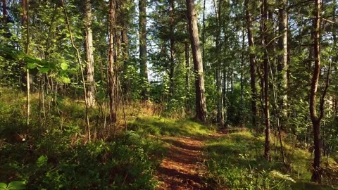 Walk in the forest 2 -10 sec Stock-Footage 136052826