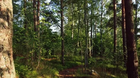 Walk in the forest 3 -10 sec Stock-Footage 136052827