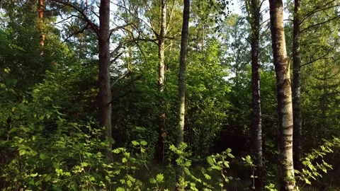 Walk in the forest 4 -10 sec Stock-Footage 136052822