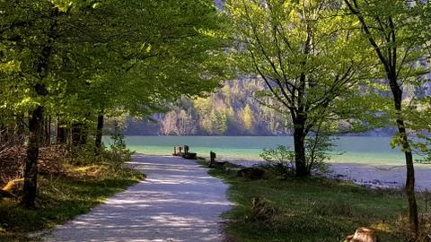 Walk in the forest in the alps Stock Photos