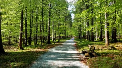 Walk in the forest in the alps Stock Photos