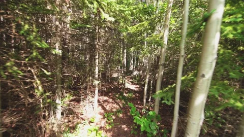 Walk in the forest and look up Vídeo Stock 130880058