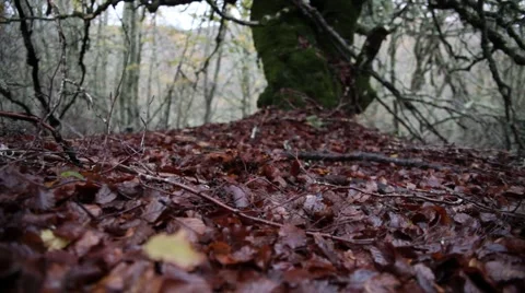 A walk in a forest in Autumn Vídeo Stock 46011517