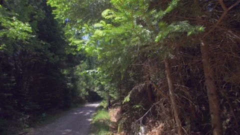A walk in the forest. beautiful view. time to relax Video stock 111972513