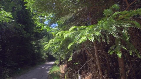 A walk in the forest. beautiful view. time to relax Video stock 111972657