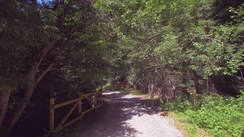A walk in the forest. beautiful view. time to relax Stock Footage 111976545