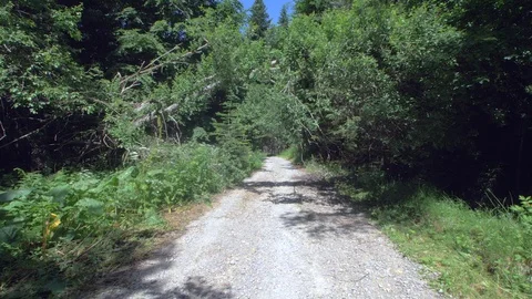 A walk in the forest. beautiful view. time to relax Video stock 111976688