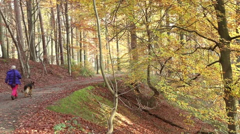 Walk in forest Brussels. Stock-Footage 45167236