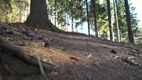 Walk in forest. Close to ground Stock Footage