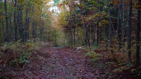 Walk in forest covered with autumn leaves Stock Footage 166399117
