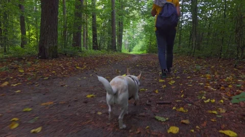 Walk in the forest with a dog Stock Footage 150835612