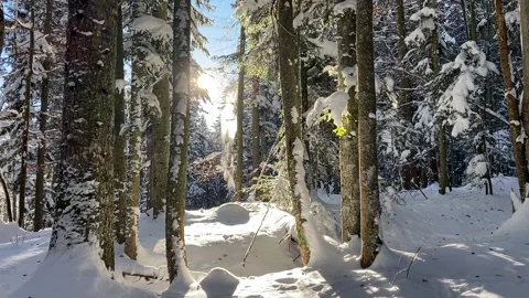 A walk in the forest during winter Video stock 166114136