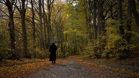 Walk in the forest in fall Stock Photos