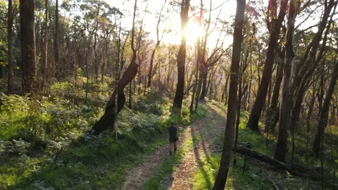 A walk in the forest following a path between trees Stock Footage 148589961