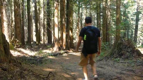 A Walk into The Forest Stock Footage 12027248