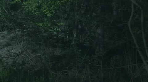 Walk in forest Video stock 20468136