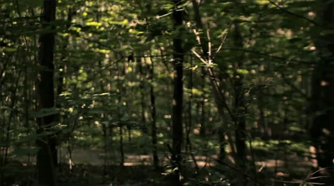 WALK IN THE FOREST Stock Footage 68755787