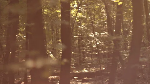 WALK IN THE FOREST Stock Footage 68755849
