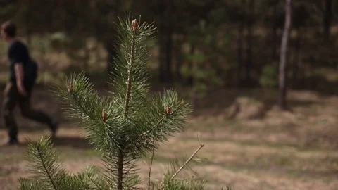 Walk in the forest. 動画素材 75752084