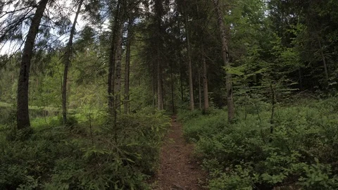 Walk in the forest Stock Footage 76792123