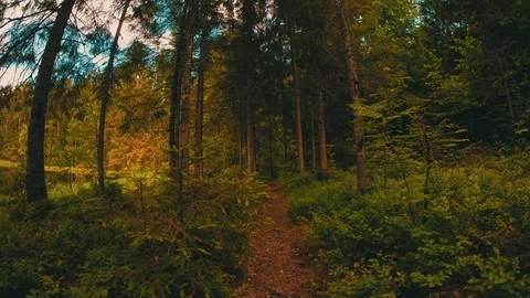 Walk in the forest Stock Footage 76792508