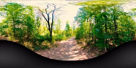 Walk forest  Video stock 127420942