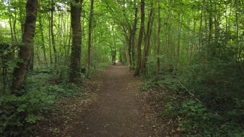 Walk in Forest Stock Footage 133066298