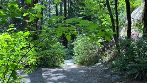 A walk in a Forest Stock Footage 135707103