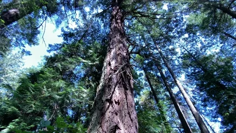 A walk in a Forest Stock Footage 135707291