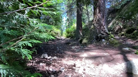 A walk in a Forest Stock Footage 135707292