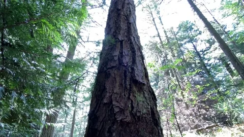A walk in a Forest Stock Footage 135707300