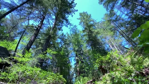 A walk in a Forest Stock Footage 135707330