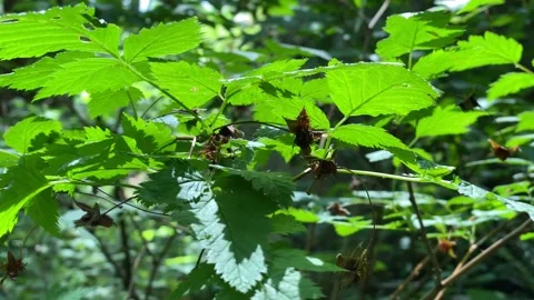 A walk in a Forest Stock Footage 135707436