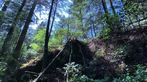 A walk in a Forest Stock Footage 135707456