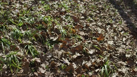 Walk in forest Stock Footage 138167307