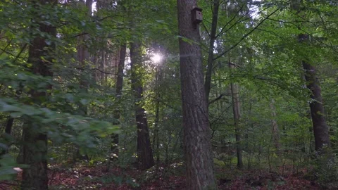 Walk in the forest Stock Footage 150836178