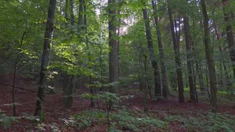 Walk in the forest Stock Footage 150836311