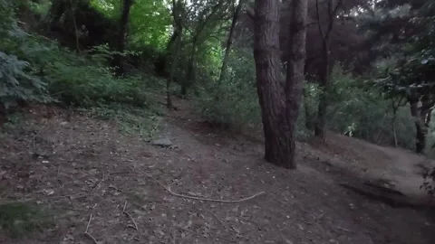 Walk in Forest Stock Footage 158454188