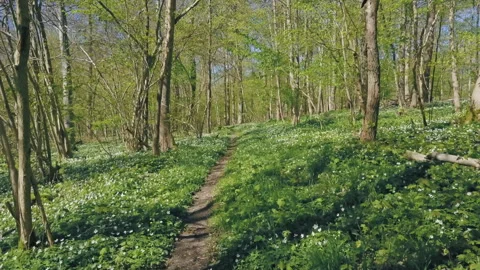 A walk in the forest Video stock 264140926