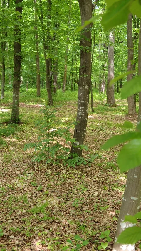 Walk in the forest 스톡 동영상 310633016