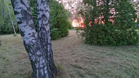 Walk in the forest Video stock 312230965