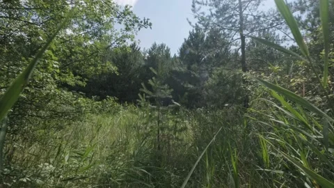 Walk in forest with gimbal Stock Footage 144772535